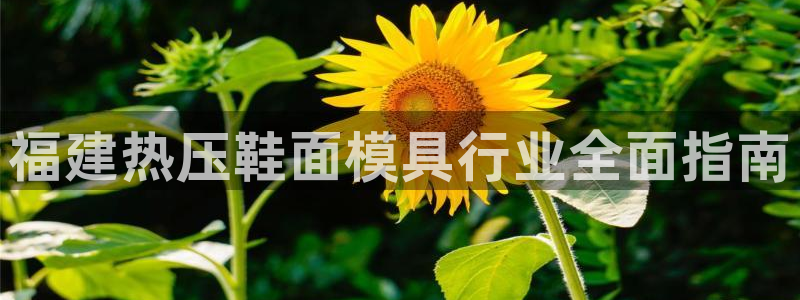 易倍达科技有限公司：福建热压鞋面模具行业全面指南